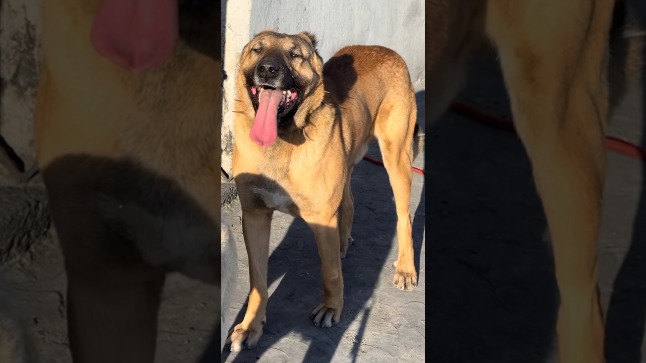 PERSIAN SARABI DOG 🔥🔥🔥#kangal #kangaldogs #turkishkangal #dog #shorts