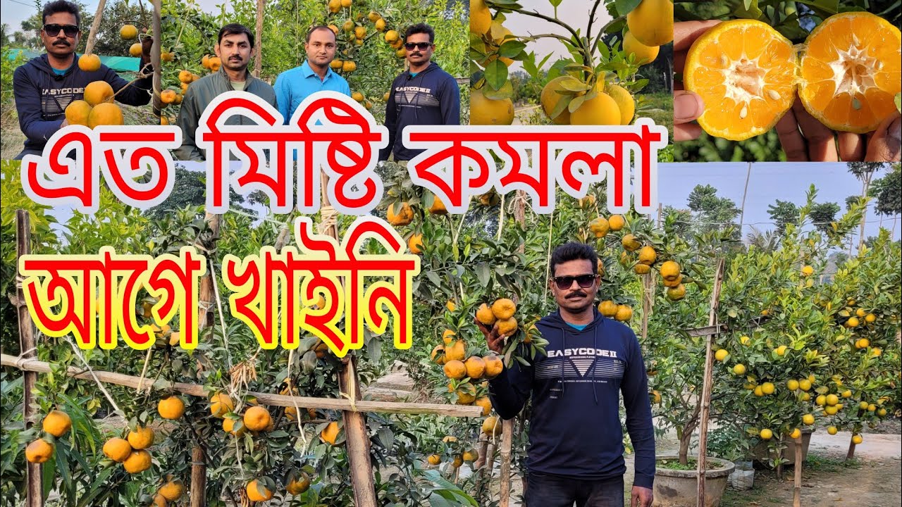 বিকাশ নার্সারি আপডেট এবং বিভিন্ন ফলের স্বাদ গ্রহণ।। বাণিজ্যিক কমলা চাষ
