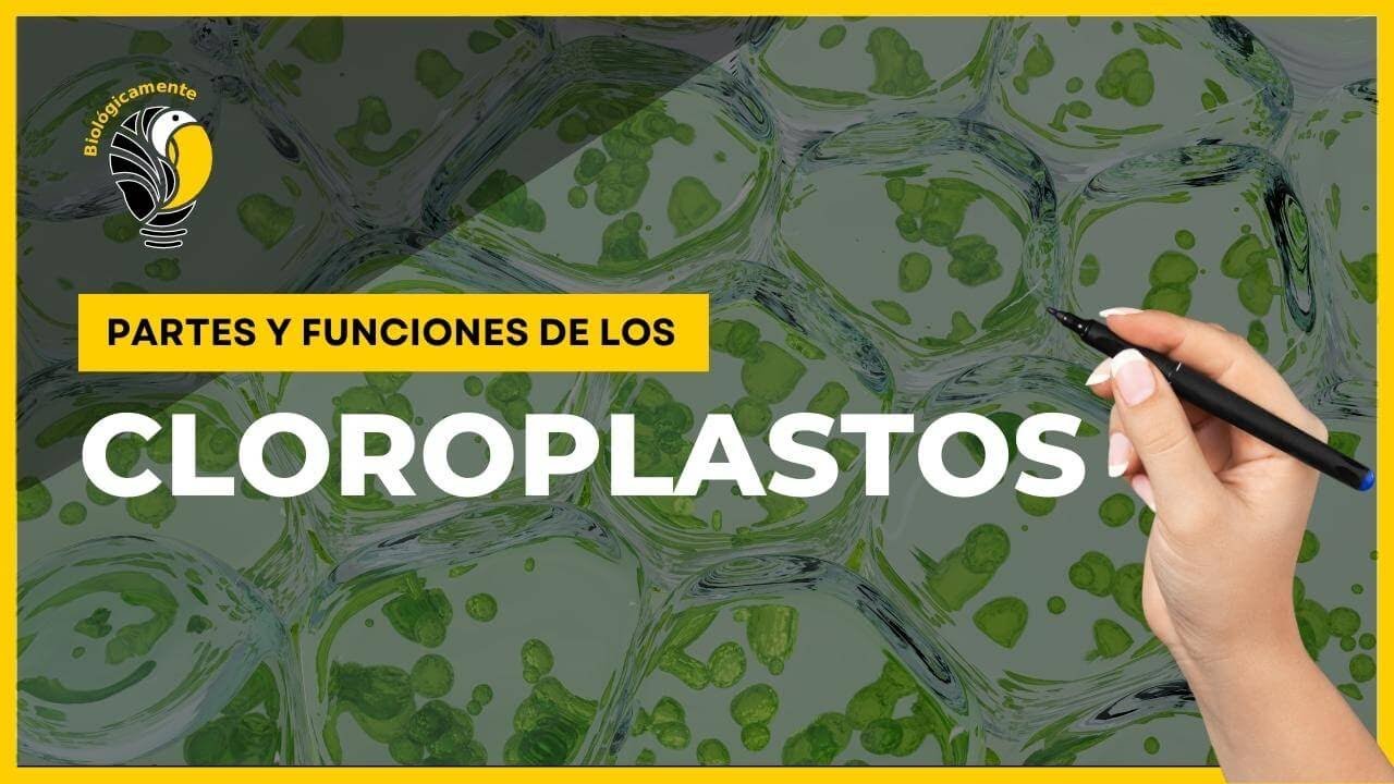 CLOROPLASTOS - Partes y funciones 🤩