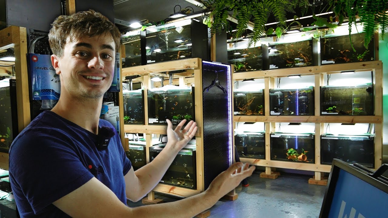 Tour of Every Single Tank at my Aquarium Store!