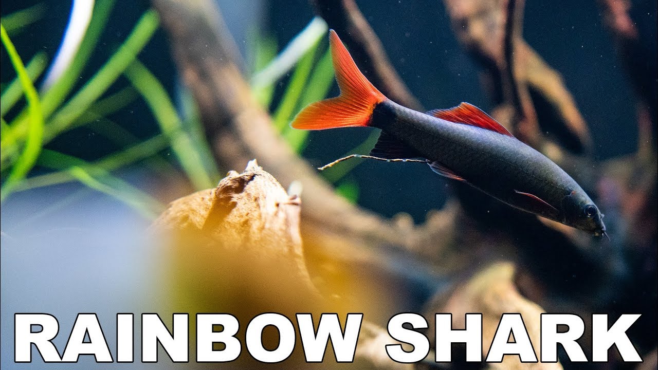 Rainbow Shark Care Guide - My Favorite Community Fish