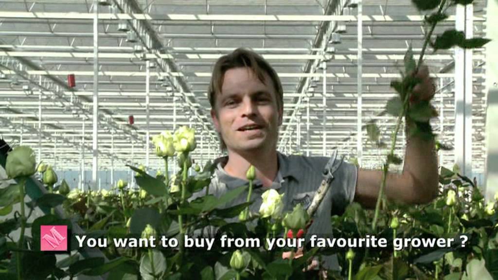 G-Fresh (english) Flower export Holland