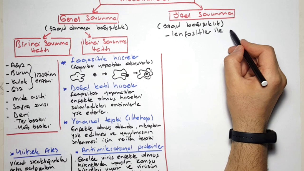Bağışıklık-2 (bağışıklık mekanizmları)