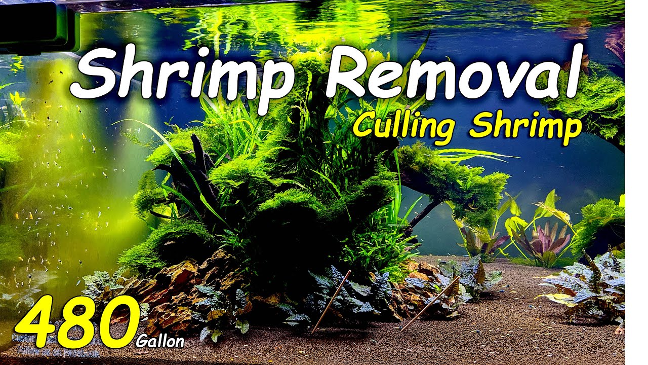 Removing Shrimp from the 480 Gallon - How to Cull Taiwan Bees