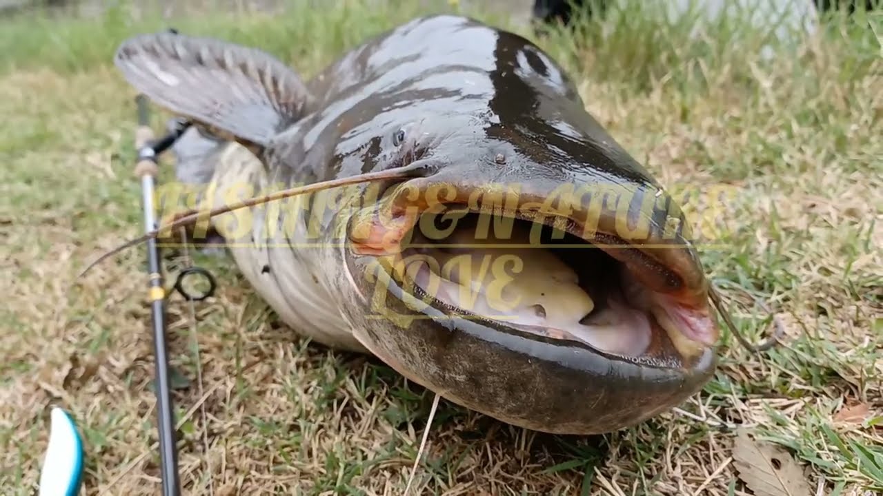 Siluro-Wels-Catfish Go Crazy 2 !!!