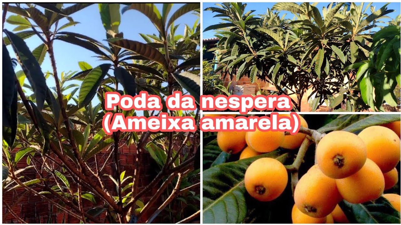 COMO PODAR NESPERA ou Ameixa amarela /PODA DA NESPERA /Poda de formação