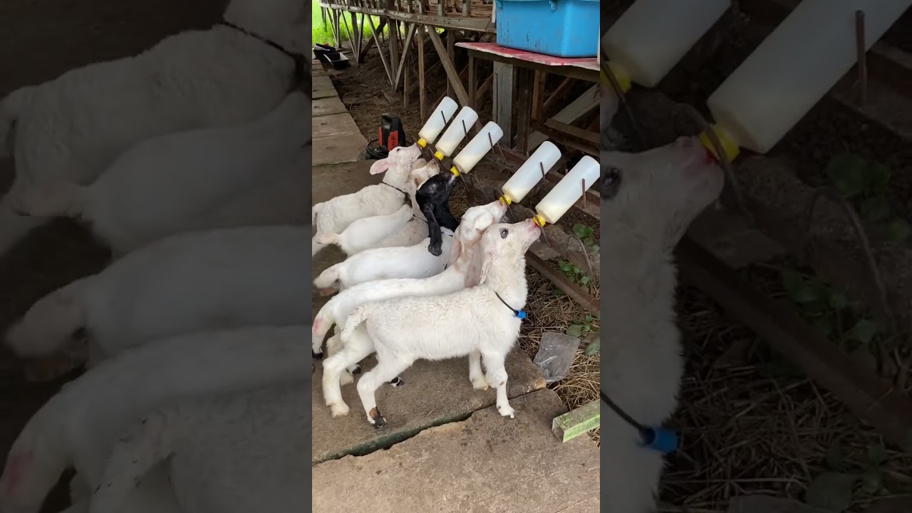 Anak kmbing domba lomba minum susu #shorts #lamb #babygoats #animals #cuteanimals #cutebaby #viral