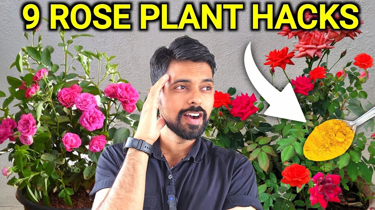 9 Rose Plant Hacks You must know | Rose Plant Growing Tips