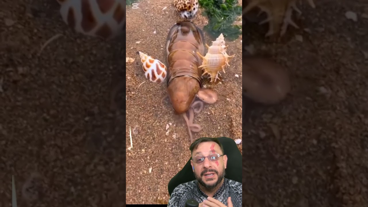 Polvo &eacute; incr&iacute;vel #biologohenrique #animais #bichoesperto #biologo