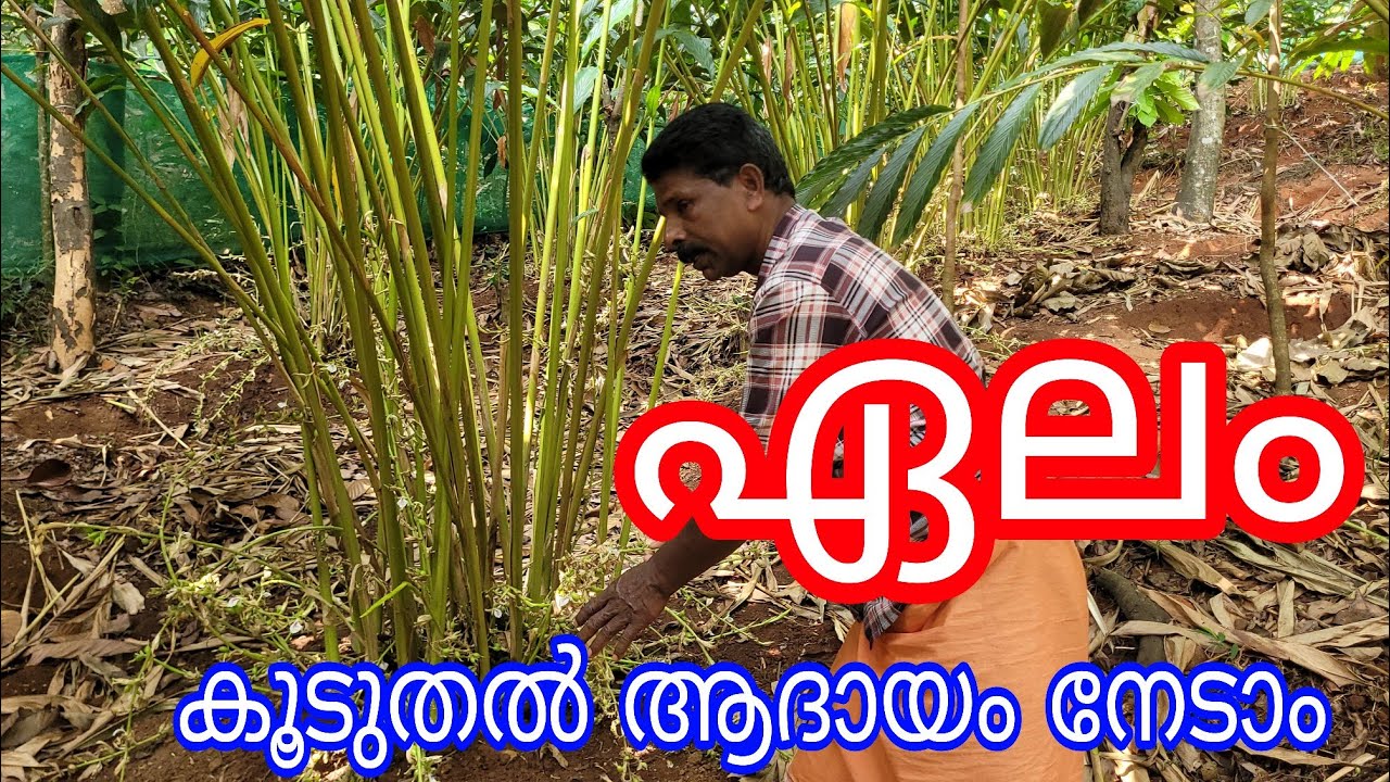 Cardamom#Model Farming#Sivadasan#Thoppramkudy