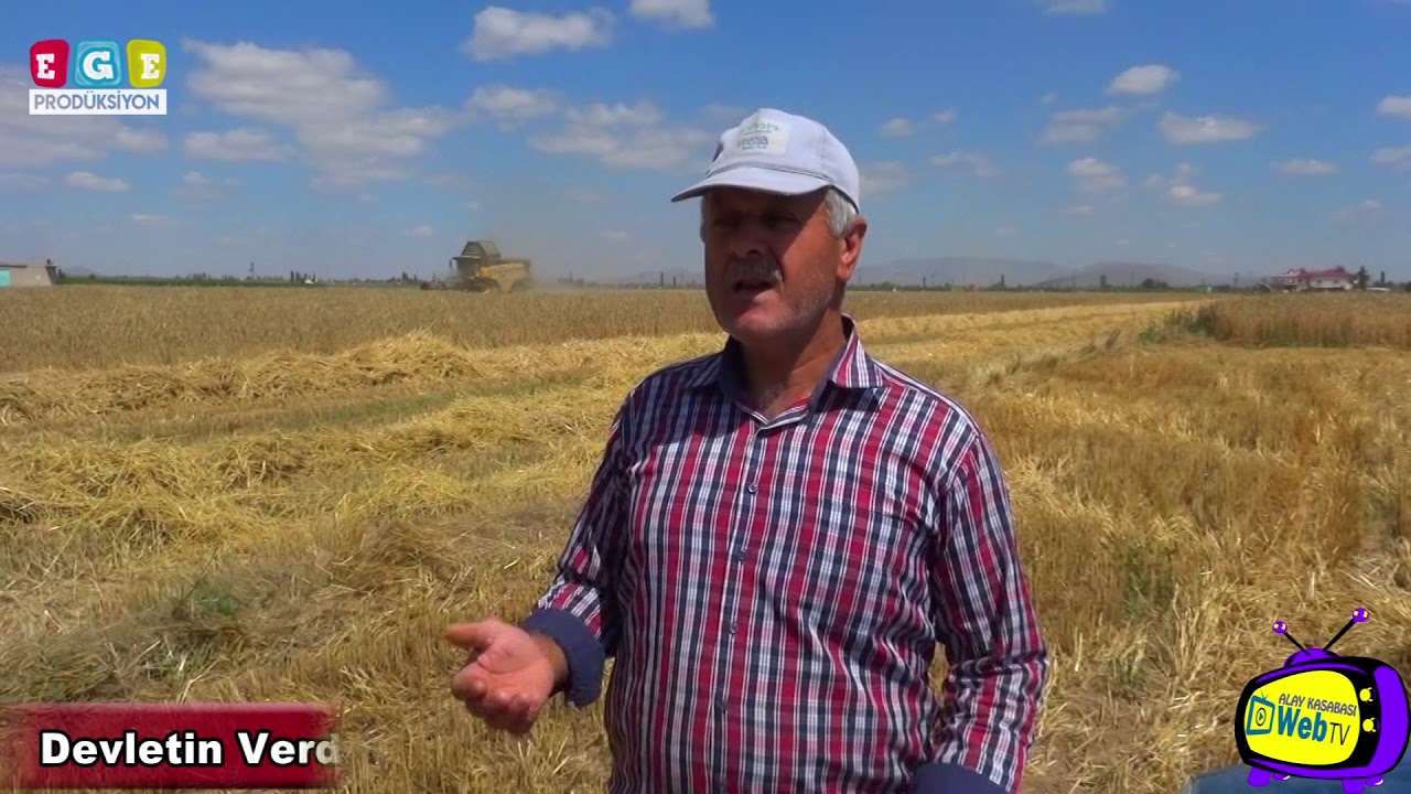 Alay Kasabası Bugday Hasatında Sona Yaklaşıyor