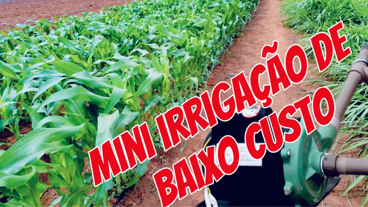 Mini irrigação por gotejamento para milho #agro #fazenda #irrigacao