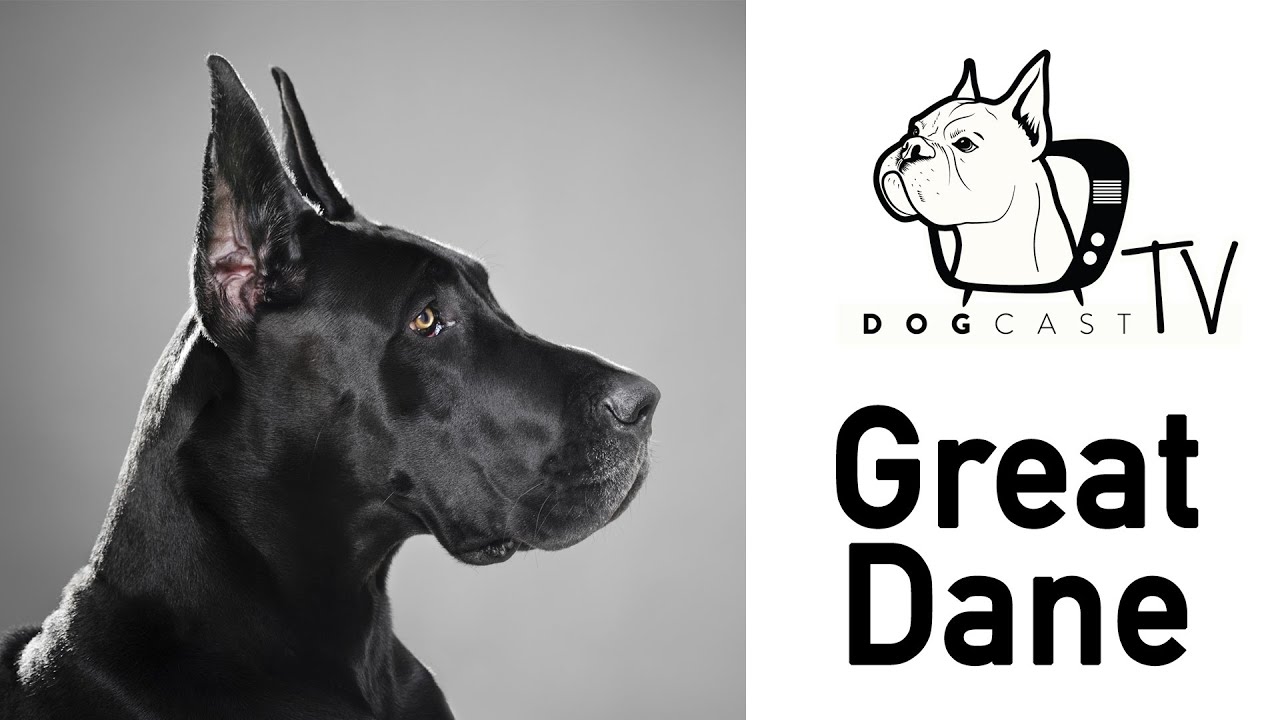 A német (dán) dog kutya fajta - DogCast TV S01E06