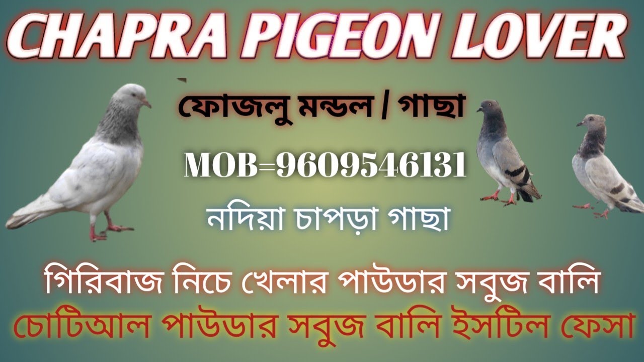 গিরিবাজ নিচে খেলার পাউডার সবুজ বালি ইসটিল / গাছা চাপড়া নদিয়া