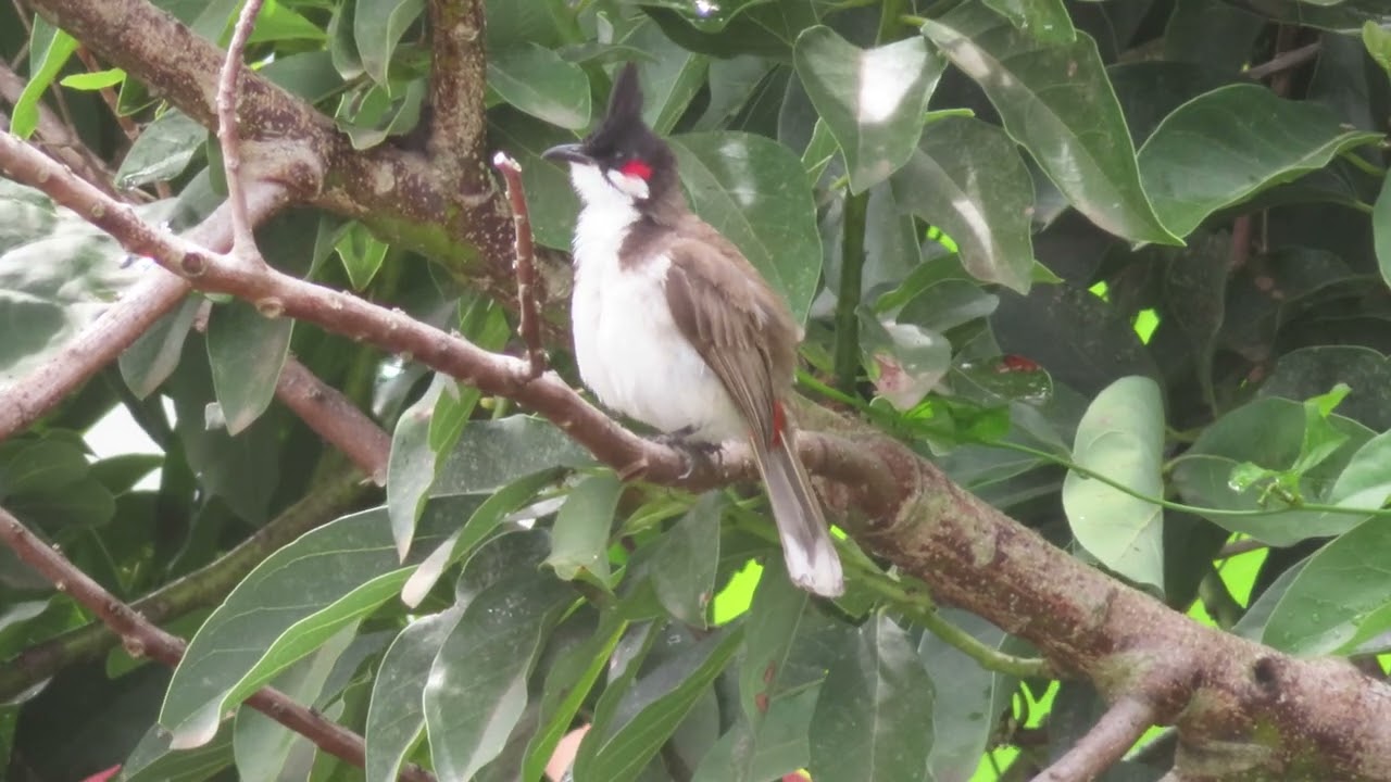 Île de la Réunion, le Bulbul Orphée (Merle Maurice)