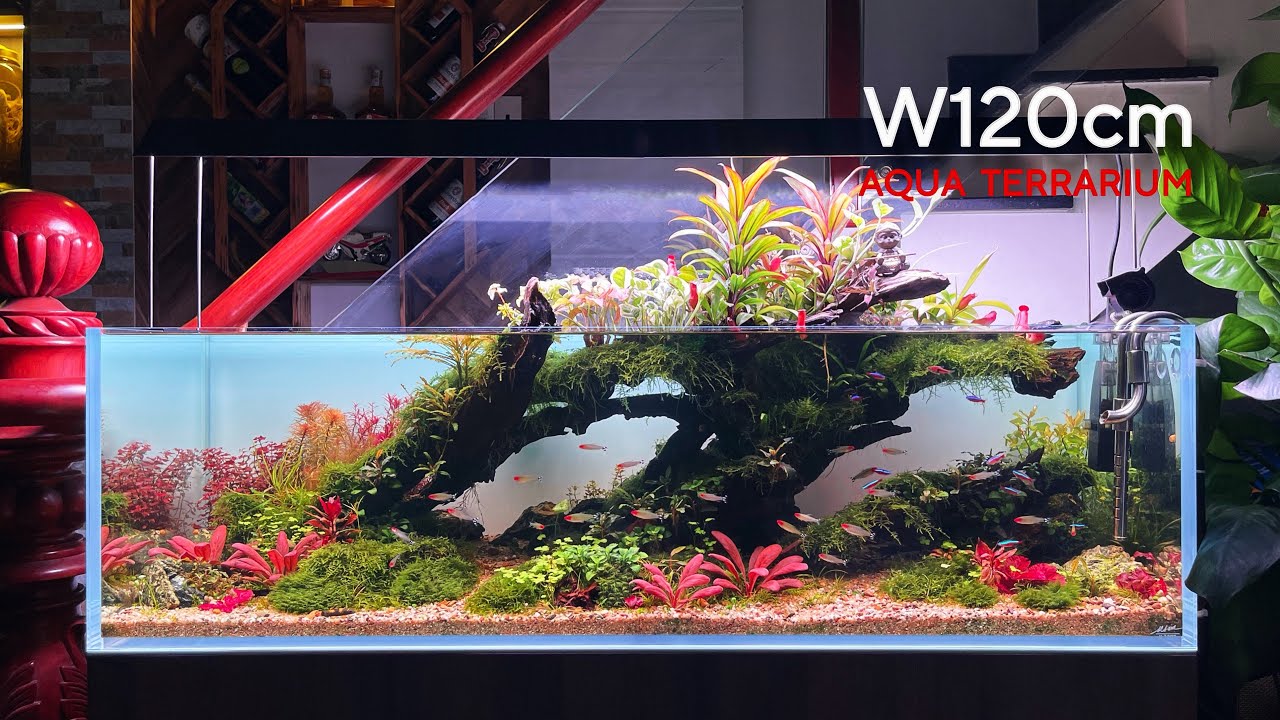 SETUP HỒ THỦY SINH BÁN CẠN 120cm - SỰ SỐNG HỒI SINH - AQUA TERRARIUM SETUP - NATURE AQUARIUM.