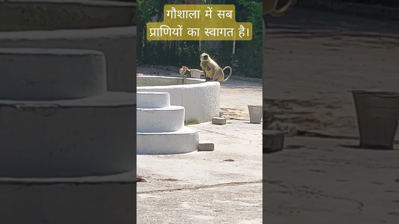 monkey drinking water! 