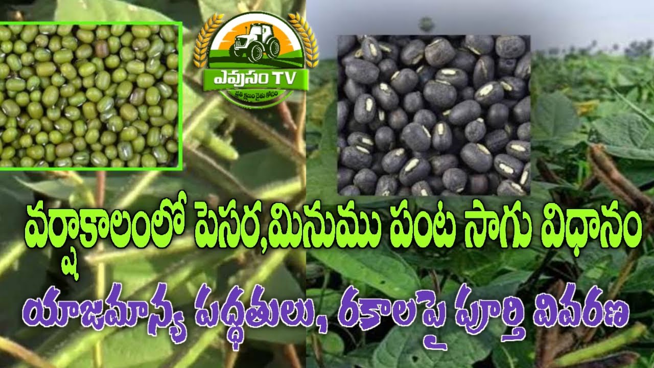 వర్షాకాలంలో సాగు చేయాల్సిన పెసర మినుము రకాలు మరియు సాగు విధానం || black gram & green gram 