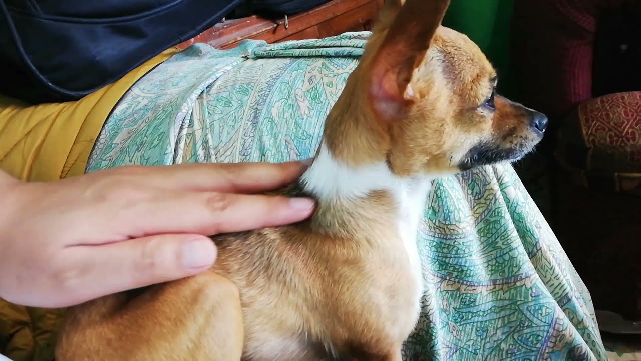 Al fin, la mejor croqueta para evitar la caída de pelo | perro chihuahua