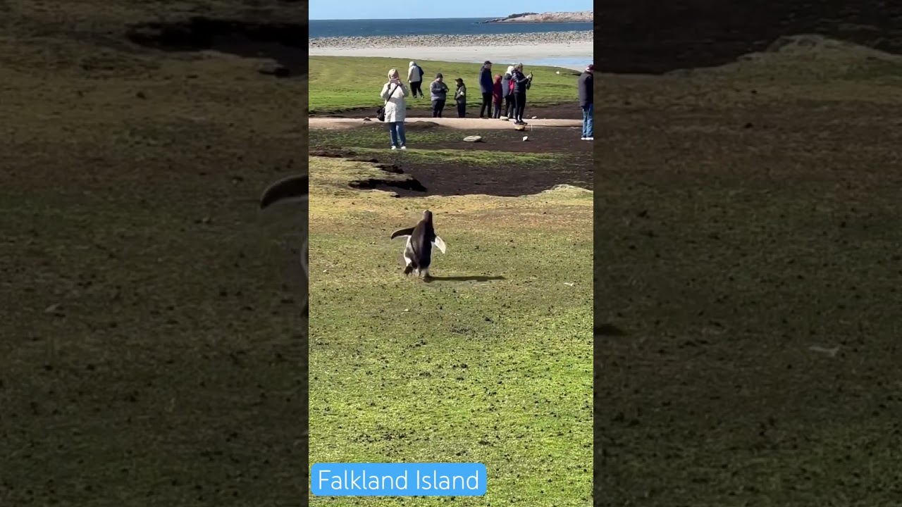 #penguin #falklandislands #antarcticexpedition #antarctica