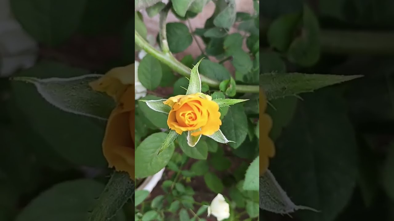 Yellow rose blooming 