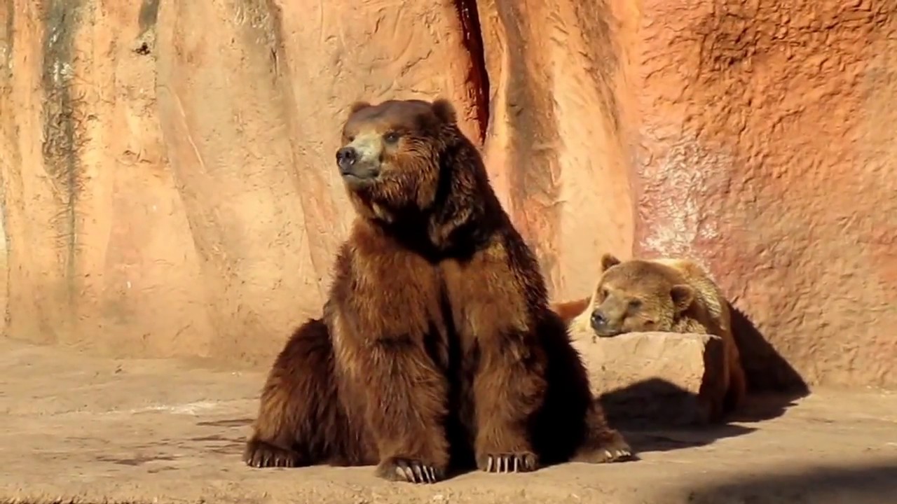 Osos del Zoológico de Morelia Venados jirafas y loros Parque