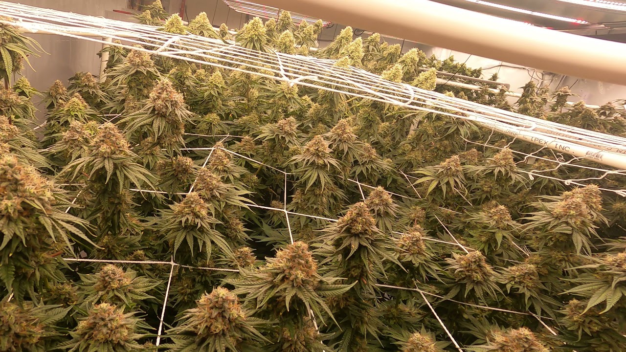 Day 49 - Steering during Flush. Gavita 1700e GRODAN Hugo Rockwool Growlink Crop Steering Athena Pro