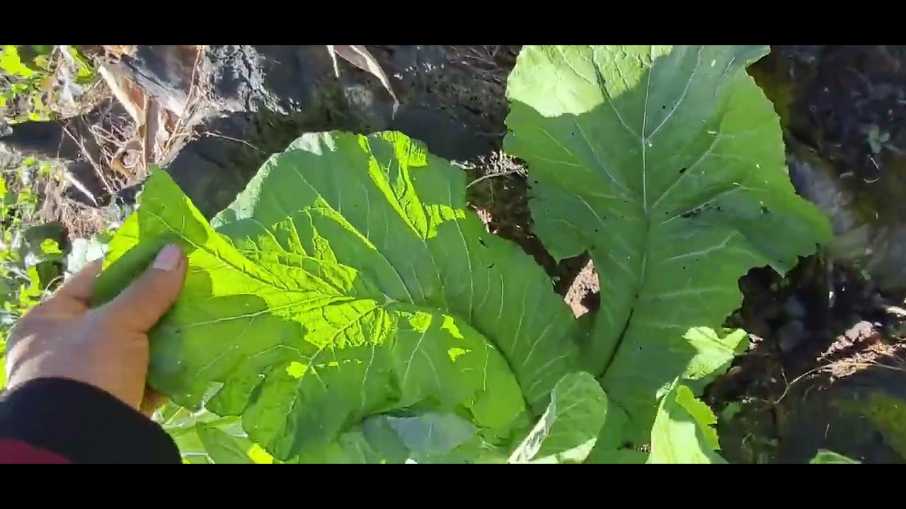 Jyada  munapa jum  keti se aati hai,hara  bhara hamara Arunachal😍🥰