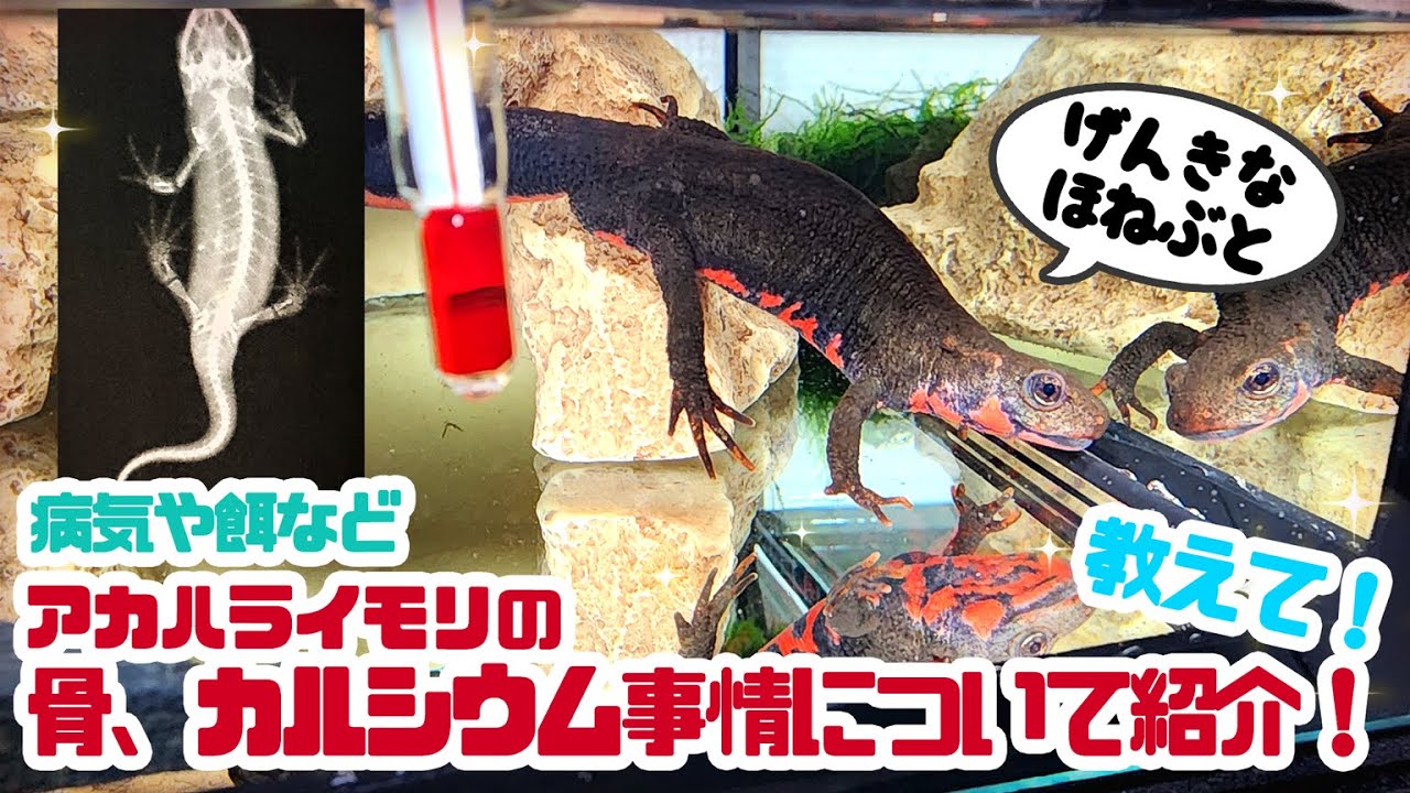 【飼育解説】アカハライモリの骨やカルシウム事情（病気や餌など）について紹介！ #ゆっくりアカハライモリ日記 130