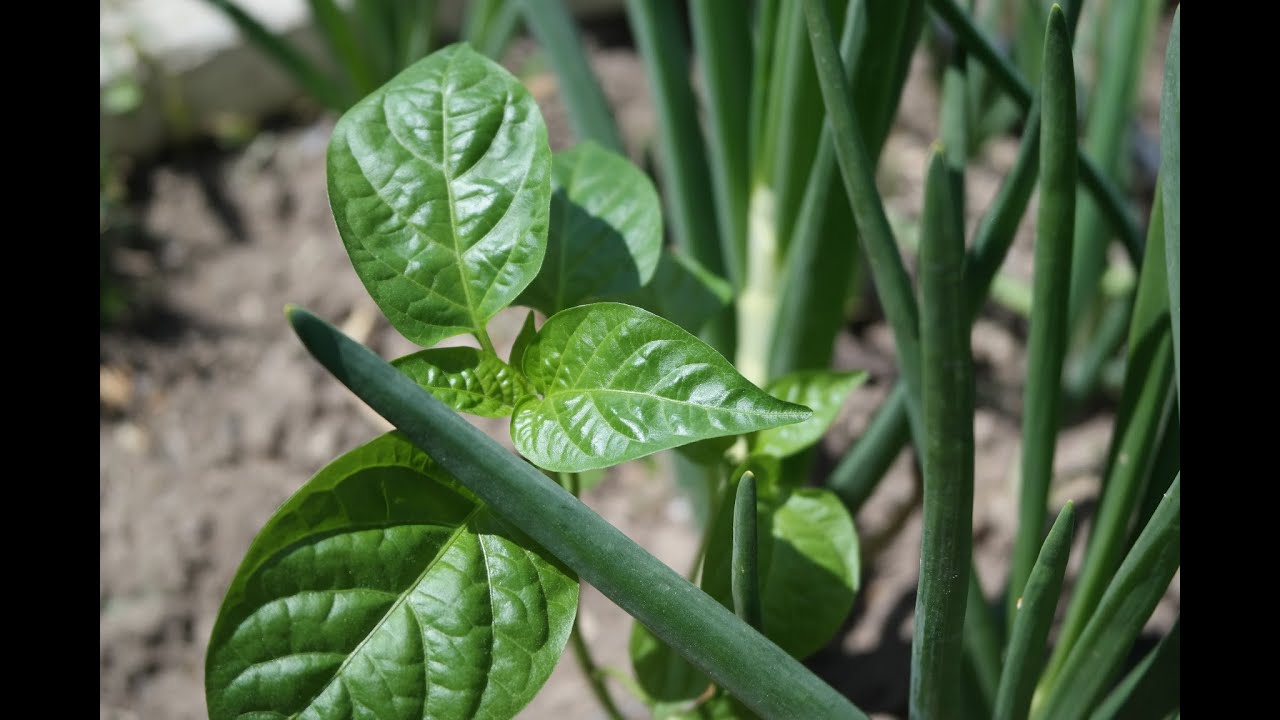 В саду - Перец - хорошие соседи.