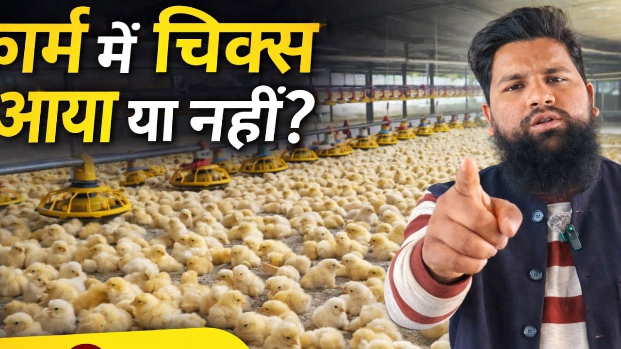 फार्म में बच्चा अभी तक आया या नहीं देखें#ecpoultryfarm#howtomakewhitesaucepasta 