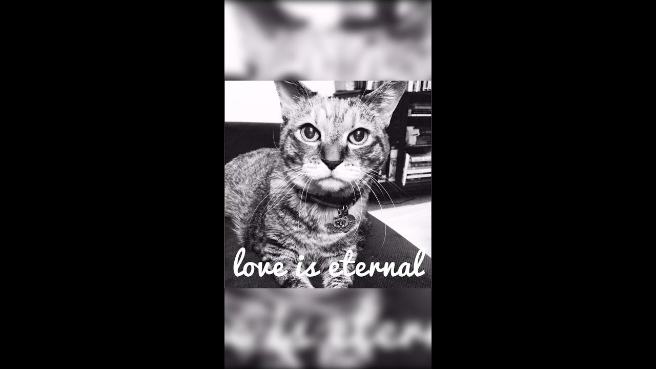 Cumin, 2016: the inspiration for Love & Above Cat Club