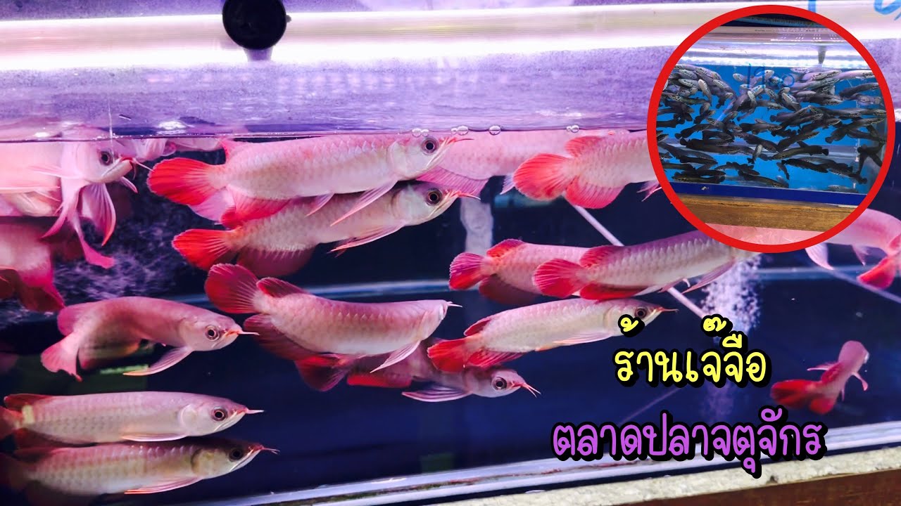 Zing’s Day l ร้านเจ๊จือตลาดปลาจตุจักร