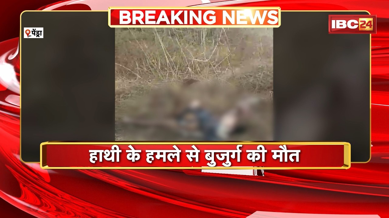 Pendra Elephant Attack : मरवाही वन मंडल में हाथियों का आतंक | हाथी के हमले से बुजुर्ग की मौत