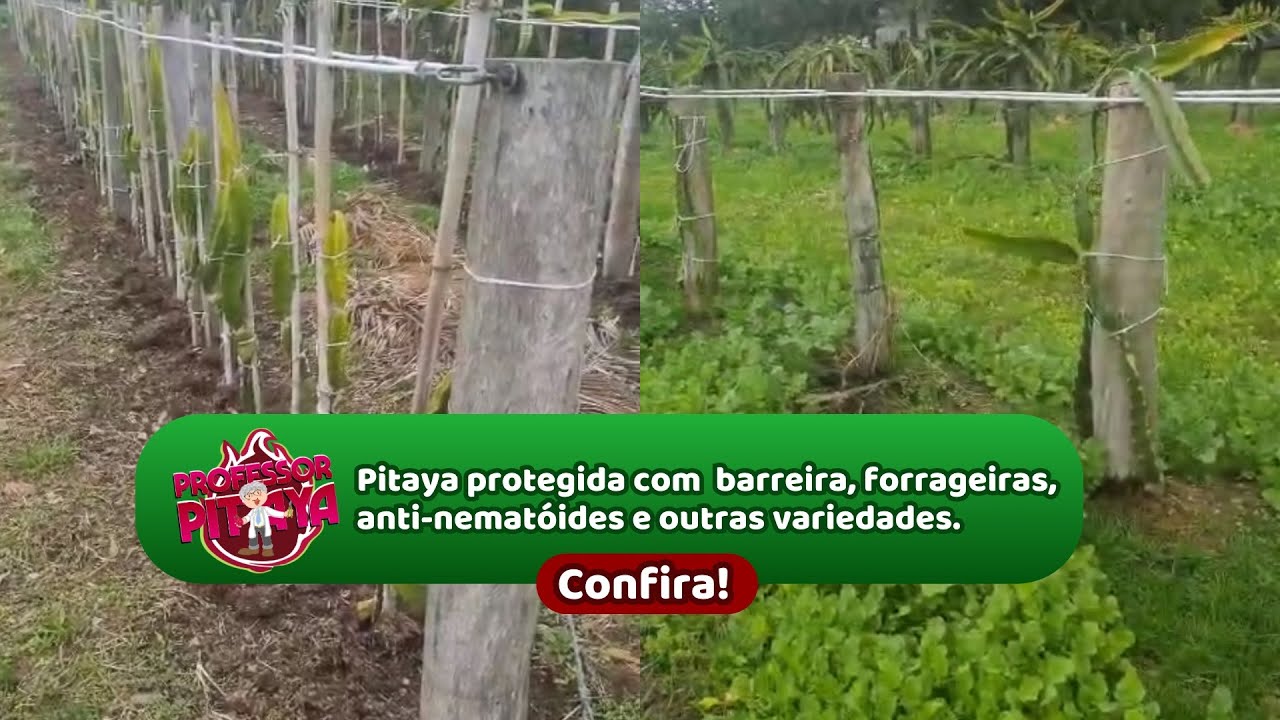 163) Pitaya protegida com barreira, forrageiras, anti-nematóides e outras variedades