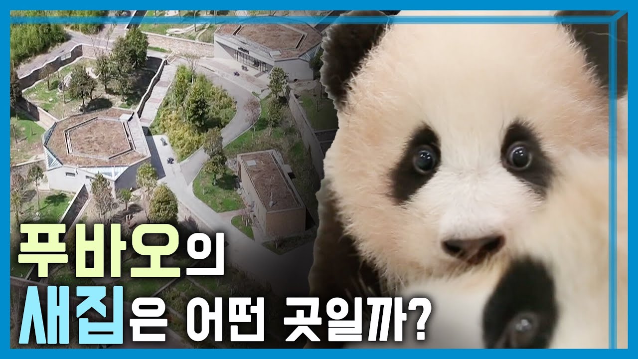 푸바오가 이사 간 곳, 선수핑에 가다 (KBS_351회_2024.4.6.방송)