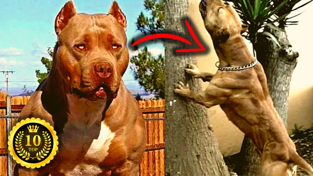 Top 10 Fearless And Muscular Dog Breeds In The World