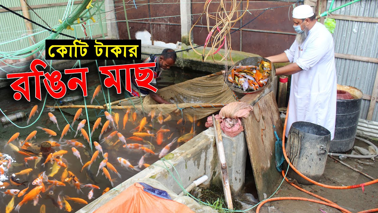 রঙিন মাছ চাষ বা Aquarium fish খামারে কোটি টাকার স্বপ্ন দেখছেন নেত্রকোনার এই উদ্যোক্তা । Fish farming