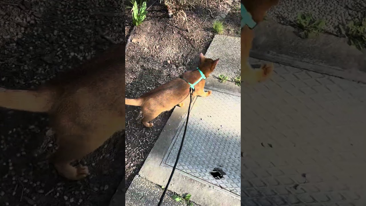 Leinentraining mit Katze - Transport Geschirrtraining