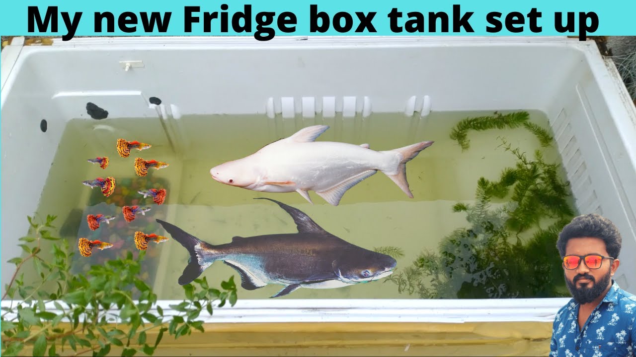 My new fridge box tank setup for molly fish breeding  #eski #aquarium