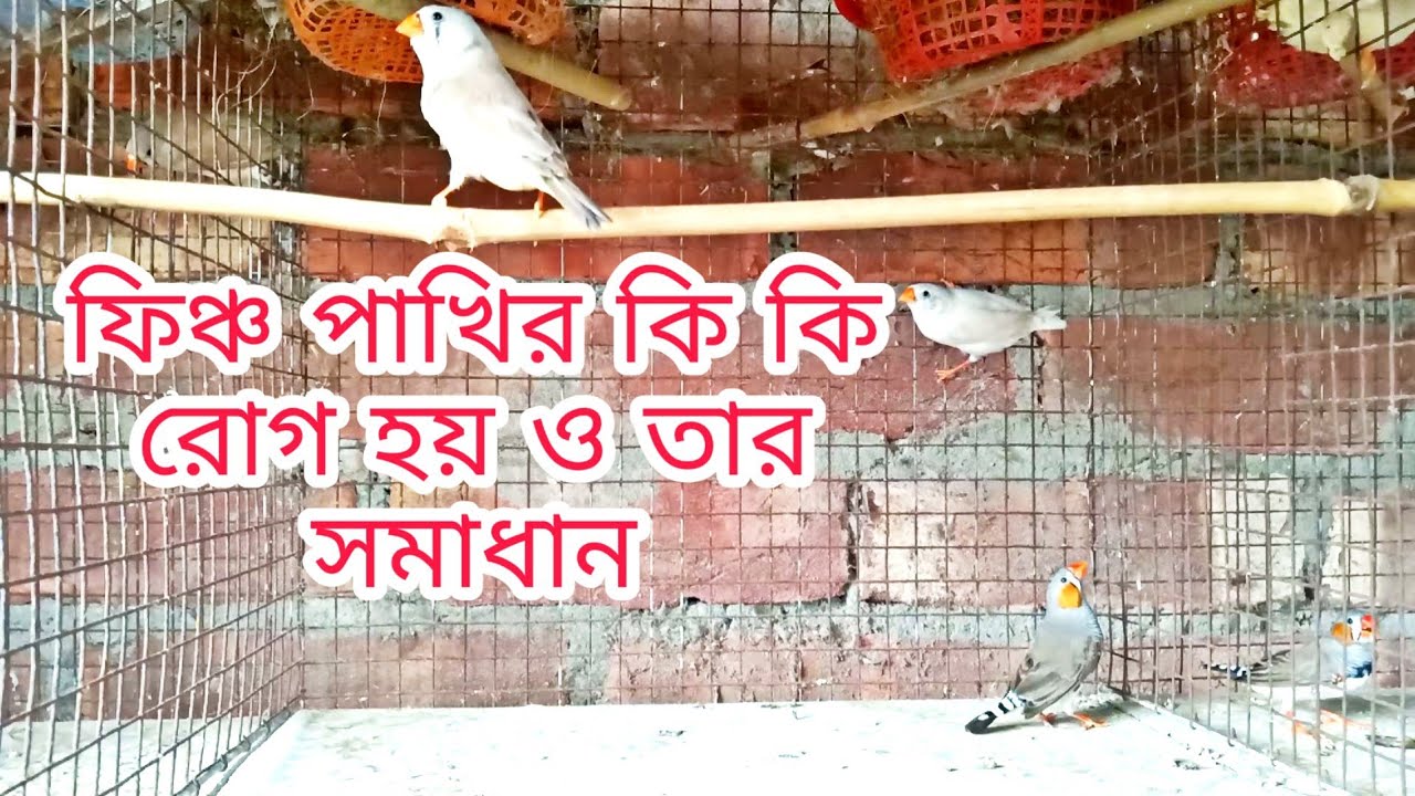 zebra finch bird 7 problem or solution, কি কি রোগ হয় তার সমাধান