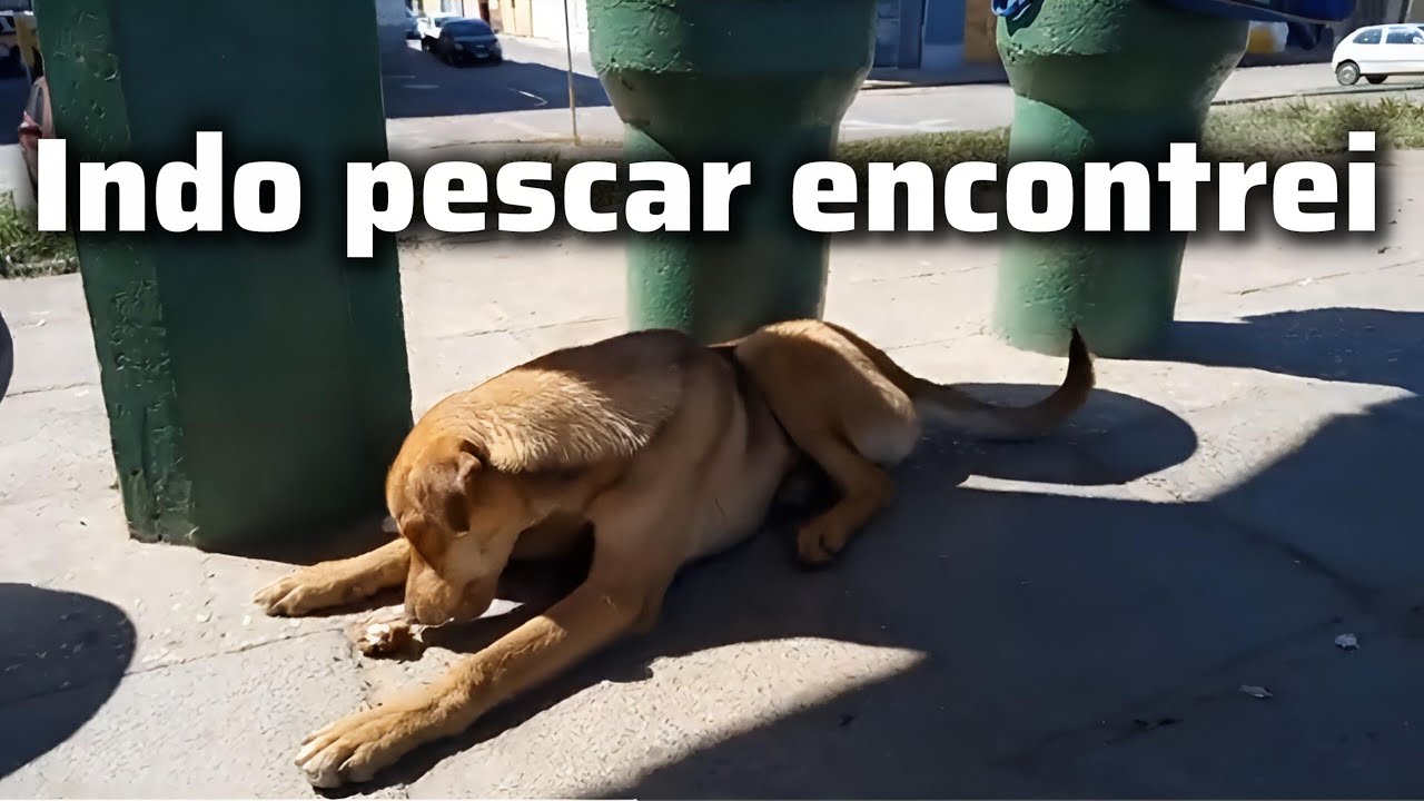Fui pescar na cidade do youtuber famoso @AventurasdeGuto  #cachorro 