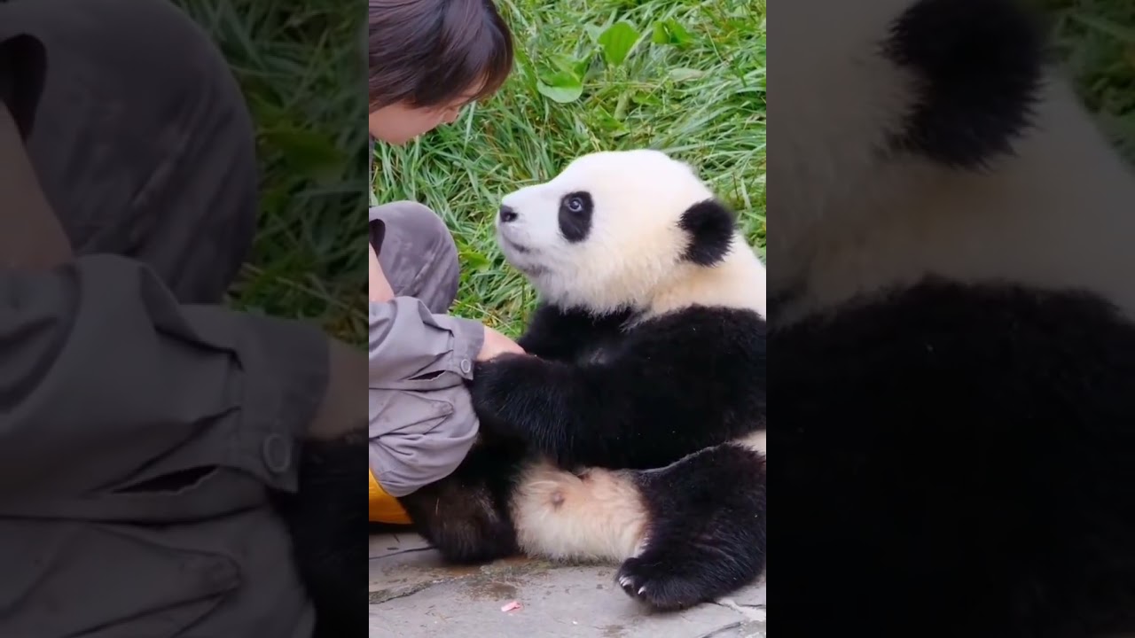 Heartwarming Panda-Human Bond ❤️🐼 | Adorable Wildlife Moments