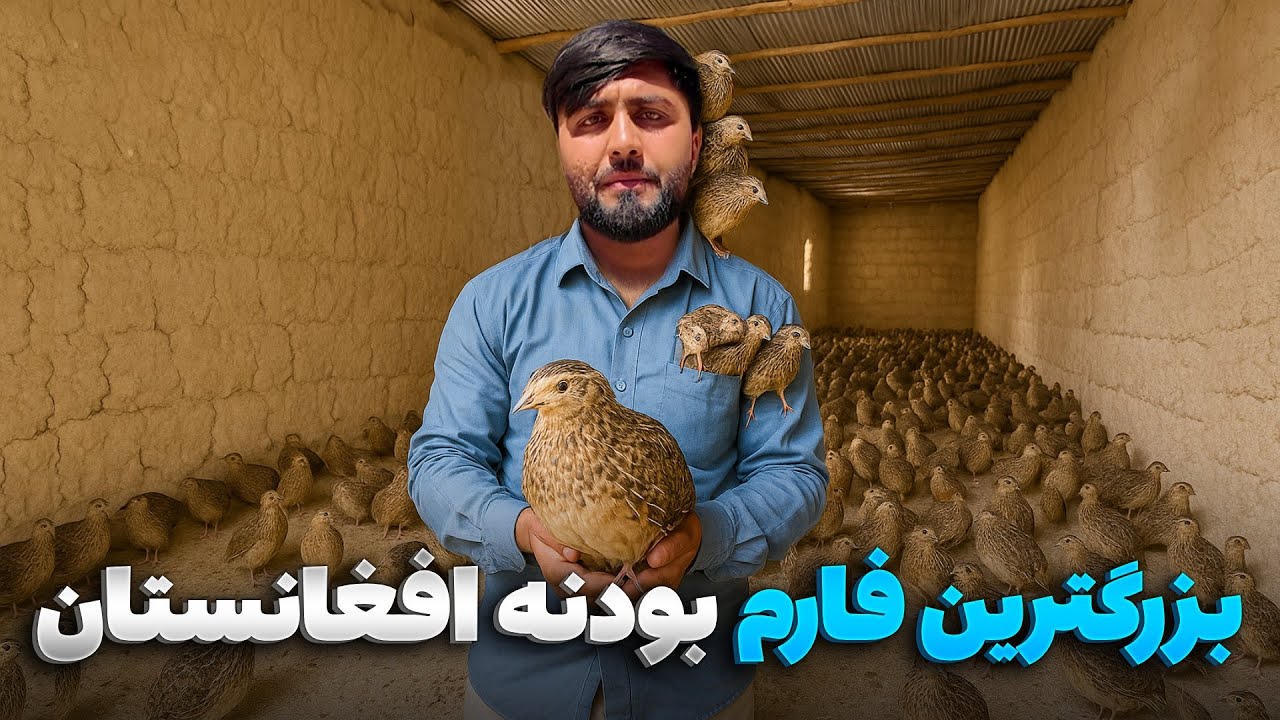 گزارش ویژه فهیم افکار از بزرگترین فارم نگهداری از بودنه در افغانستان