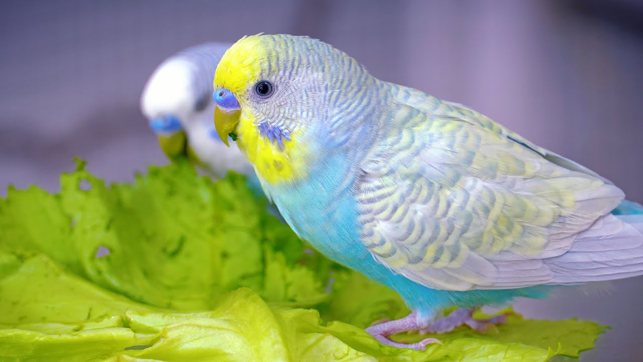 Happy Budgie Sounds while Eating Lettuce