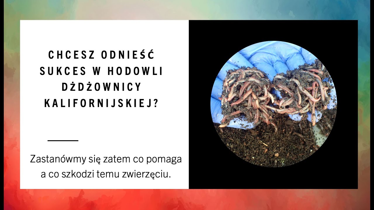 Dżdżownica kalifornijska - jak ją hodować w ogrodzie?