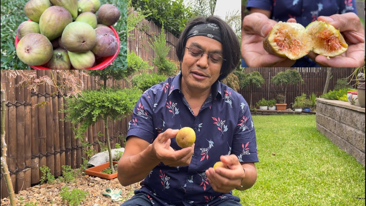 My favourite fruit Aanjir انجیر میوه مورد علاقه اقای سروری