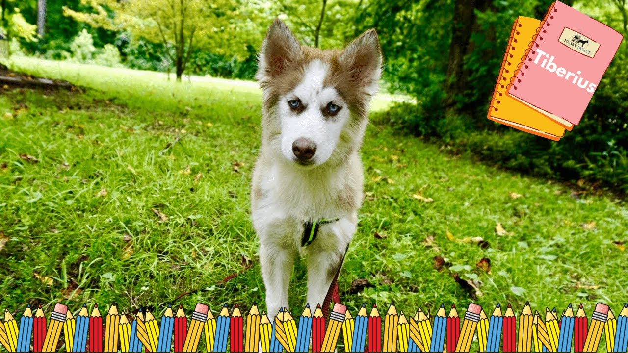Husky Who Loves To People Watch | Husky Palace