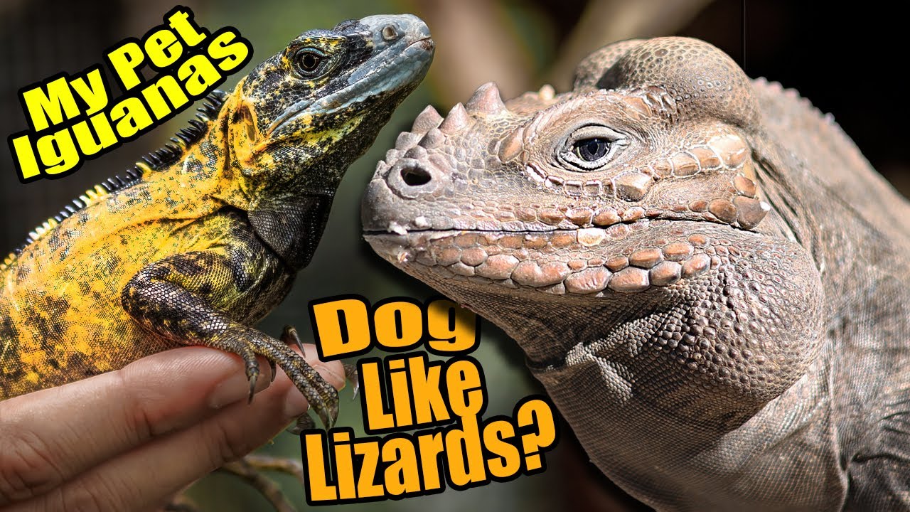 Iguana Greets Me Like a Dog! My Pet Iguanas!