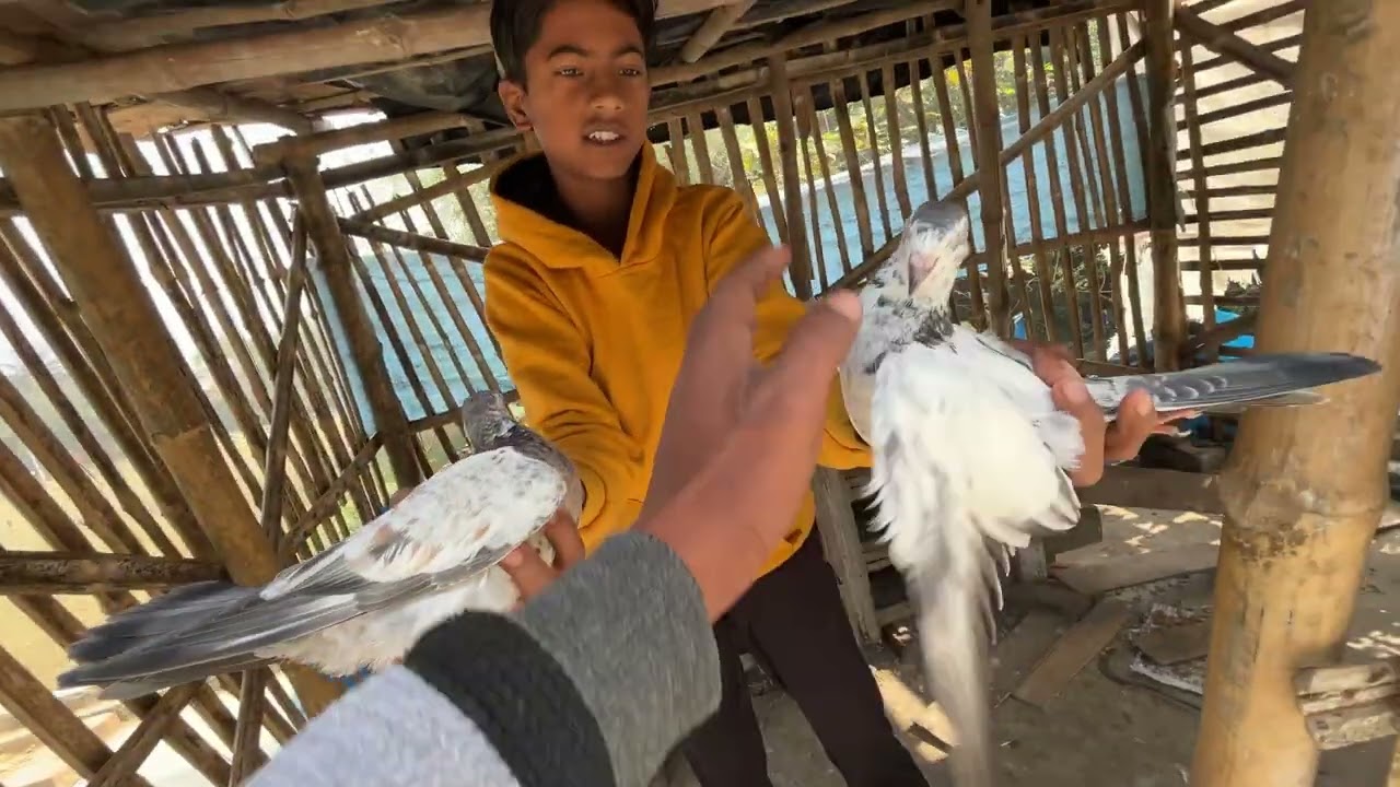 অনেক পুরোনো পায়রা 🕊️🧿#montuvolg #tranding #pigeon #kabutar #villa #viralvideo #newpost #vlog